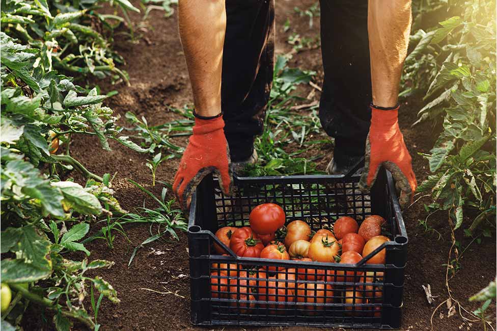 El estadounidense promedio consume aproximadamente 1,885 libras de alimento por año, según cifras del USDA, lo que significa una demanda alimentos de aproximadamente 302.5 millones de toneladas anuales.  El estadounidense promedio consume aproximadamente 1,885 libras de alimento por año, según cifras del USDA, lo que significa una demanda alimentos de aproximadamente 302.5 millones de toneladas anuales.